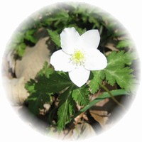 �C�`�����\�E